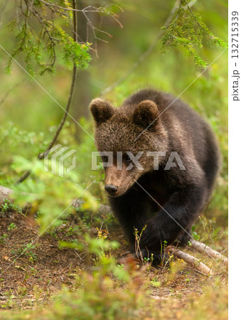 Young brown bear walking through dense green vegetation in a boreal forest Young brown bear walking through dense green vegetation in a boreal forest 132715339