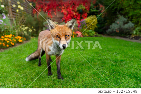 Portrait of a curious red fox standing on a green grass in urban garden 132715349