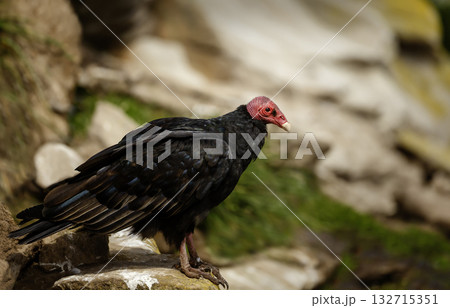 Portrait of a Turkey Vulture perched on a rock in Falkland Islands 132715351