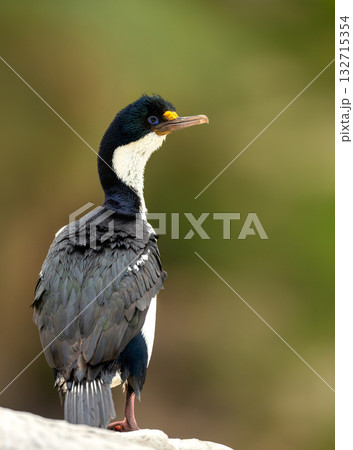 Portrait of an Imperial Shag with vivid blue eye-ring in the Falkland Islands 132715354