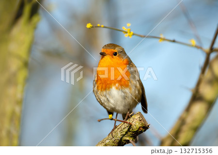 European Robin perched on a tree branch in spring European Robin perched on a tree branch in spring 132715356