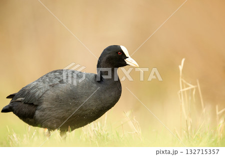 Portrait of a Eurasian Coot standing in grass Portrait of a Eurasian Coot standing in grass 132715357