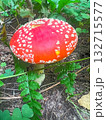 Poisonous mushroom fly agaric grows in the forest 132715577
