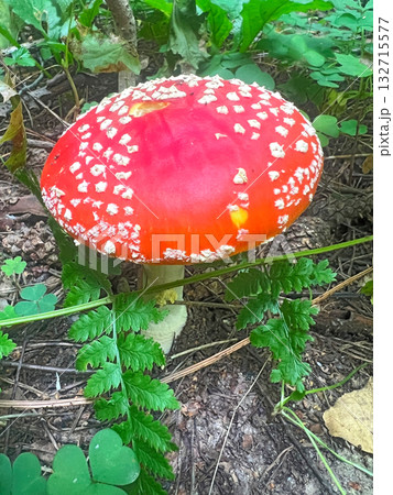Poisonous mushroom fly agaric grows in the forest 132715577