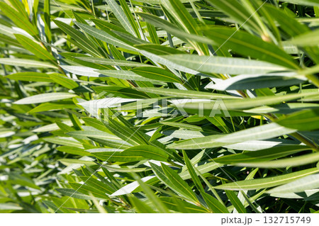 Sunlit oleander foliage fills the frame with layered green tones and gentle warm movement Sunlit oleander foliage fills the frame with layered green tones and gentle warm movement 132715749