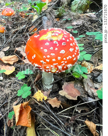 Poisonous mushroom fly agaric grows in the forest 132715870