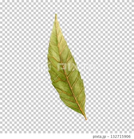 Watercolor painting of autumn willow leaf on a white background. Good for postcards, books, invitations, greeting cards, wallpaper and textiles. Watercolor painting of autumn willow leaf on a white background. Good for postcards, books, invitations, greeting cards, wallpaper and textiles. 132715906