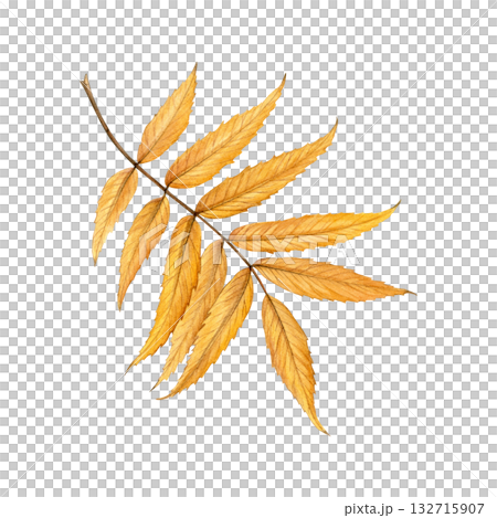 Watercolor painting of an autumn rowan leaf on a white background. Good for postcards, books, invitations, greeting cards, wallpaper and textiles. Watercolor painting of an autumn rowan leaf on a white background. Good for postcards, books, invitations, greeting cards, wallpaper and textiles. 132715907