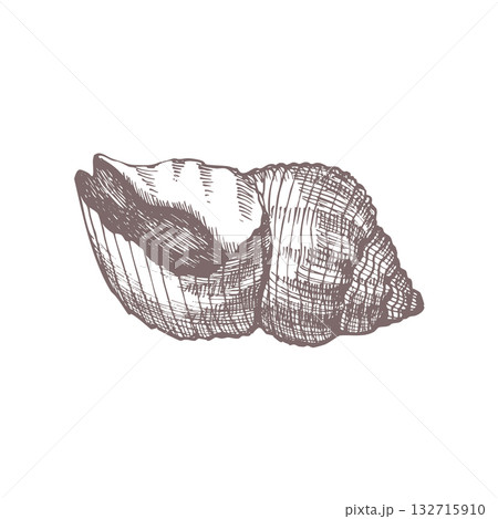 Sea shell. Template. Vector hand drawn illustration. Isolated on a white background 132715910