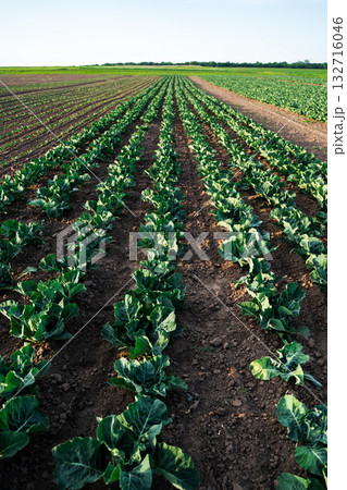 Cabbage plantation field with young green leaves growing evenly in rows of soil Cabbage plantation field with young green leaves growing evenly in rows of soil 132716046