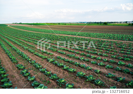 Cabbage field in perspective view stretching to horizon under bright blue sky Cabbage field in perspective view stretching to horizon under bright blue sky 132716052