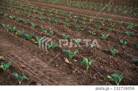 Cabbage field in perspective view stretching to horizon under bright blue sky 132716056