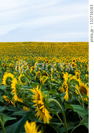 Sunflower field rising to the horizon under bright summer sky with lush green stems Sunflower field rising to the horizon under bright summer sky with lush green stems 132716163