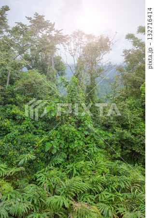 Danum Valley rainforest, Borneo, Malaysia. 132716414
