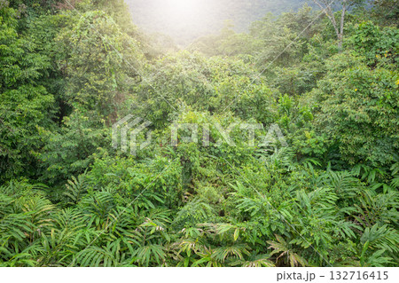 Danum Valley rainforest, Borneo, Malaysia. 132716415