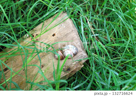 Breeding grape snails Breeding grape snails 132716624