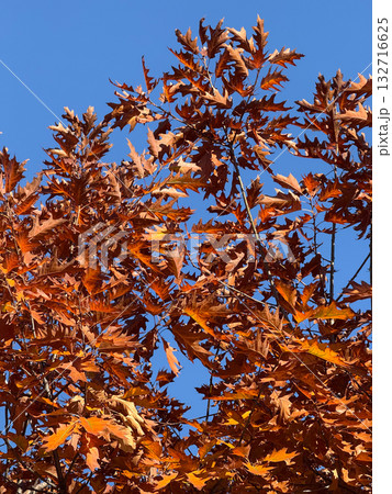 Red-brown oak leaves under bright blue sky in autumn light. Seasonal contrast, natural color palette and calm scenery. 132716625