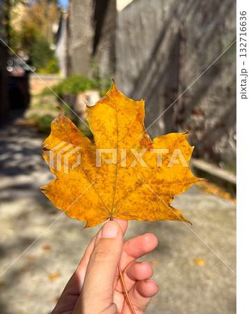 Close-up of autumn maple leaf held in sunlight. Nature detail, seasonal calm and everyday simplicity. 132716636