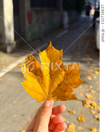 Hand holding yellow maple leaf in sunlight on urban street. Autumn mood, human connection and seasonal beauty. 132716637