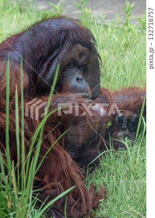草を食べるオランウータン 草を食べるオランウータン 132716757