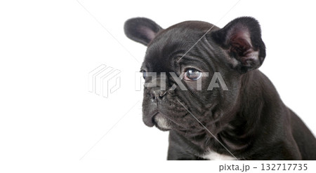 french bulldog puppy isolated on white. copy space 132717735