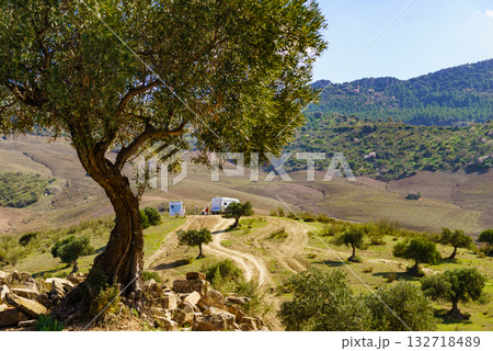 Old olive tree on hill in Andalucia Spain Old olive tree on hill in Andalucia Spain 132718489