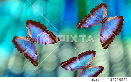 bright colorful blue morpho butterflies on blurred lights background 132719321