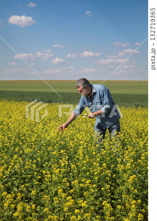Agriculture, farmer examining rapeseed plants in field using tablet 132719365