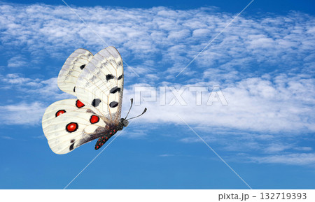 bright colorful apollo butterfly in flight against blue sky with clouds 132719393