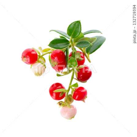 Fresh cowberry berries with leaves, isolated on white background. Ripe cranberry, cowberry, lingonberry. Clipping path. 132719394
