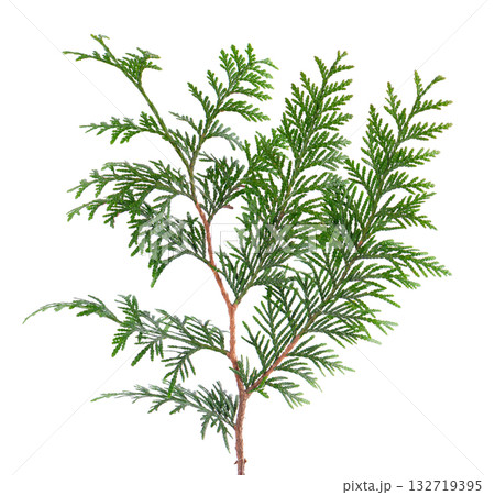 Thuja branch isolated on white background. Branch of green orientalis leaves. Clipping path. 132719395