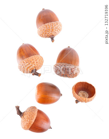 Acorn oak isolated on white background. Ripe brown acorn. Clipping path. Top view. 132719396