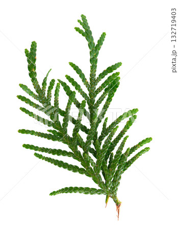Thuja branch isolated on white background. Branch of green orientalis leaves. Clipping path. Thuja branch isolated on white background. Branch of green orientalis leaves. Clipping path. 132719403