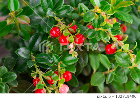 Fresh cowberry berries. Ripe cranberry, cowberry, lingonberry Fresh cowberry berries. Ripe cranberry, cowberry, lingonberry 132719406