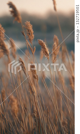 Golden Grasses Sway Gently in the Breeze at...のイラスト素材 [132719501] - PIXTA