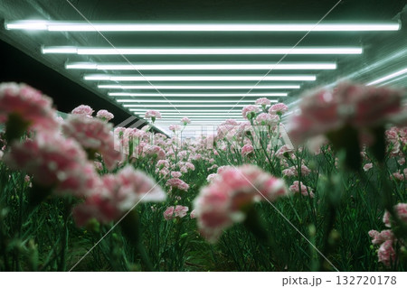 Flowers Bloom Inside a Modern Greenhouse With Glowing Lights at Dusk 132720178