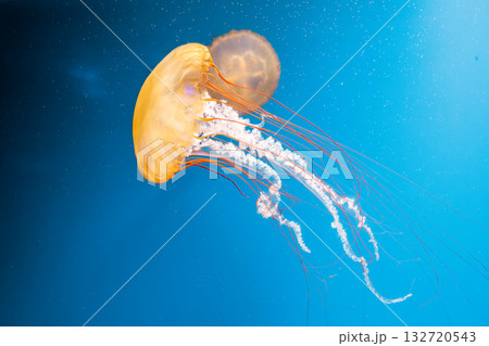 underwater photography jellyfish Chrysaora fuscescens, Pacific sea nettle, West Coast sea nettle underwater photography jellyfish Chrysaora fuscescens, Pacific sea nettle, West Coast sea nettle 132720543