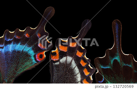 Bright colorful abstract background of tropical butterfly wings. Butterfly wings close-up. Japanese swallowtail. Papilio maackii. Alpine black swallowtail. Bright colorful abstract background of tropical butterfly wings. Butterfly wings close-up. Japanese swallowtail. Papilio maackii. Alpine black swallowtail. 132720569