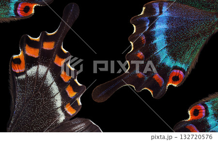 Bright colorful abstract background of tropical butterfly wings. Butterfly wings close-up. Japanese swallowtail. Papilio maackii. Alpine black swallowtail. Bright colorful abstract background of tropical butterfly wings. Butterfly wings close-up. Japanese swallowtail. Papilio maackii. Alpine black swallowtail. 132720576