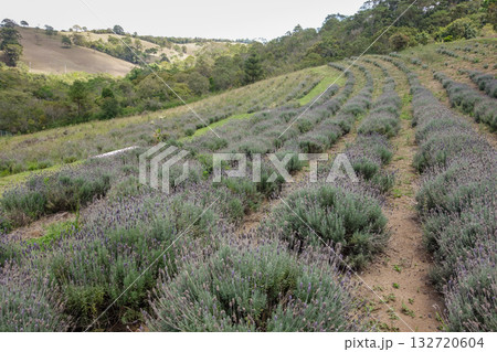 Lavender fields in spring in the city of Cunha, Sao Paulo, Brazil Lavender fields in spring in the city of Cunha, Sao Paulo, Brazil 132720604