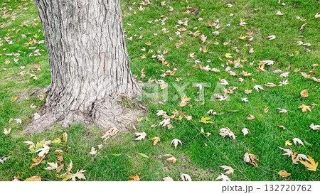 Autumn leaves scattered on bright green grass around a thick tree trunk in a park 132720762