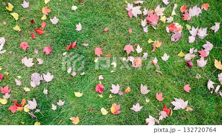 Autumn leaves scattered on bright green grass around a thick tree trunk in a park 132720764