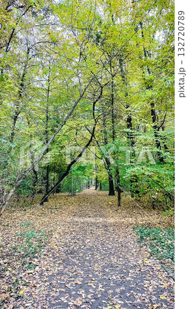 Vertical shot of a forest path covered with fallen autumn leaves under a tall, colorful tree canopy Vertical shot of a forest path covered with fallen autumn leaves under a tall, colorful tree canopy 132720789