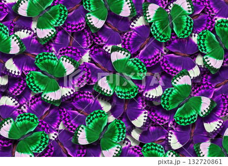 abstract pattern of bright colorful morpho butterflies 132720861