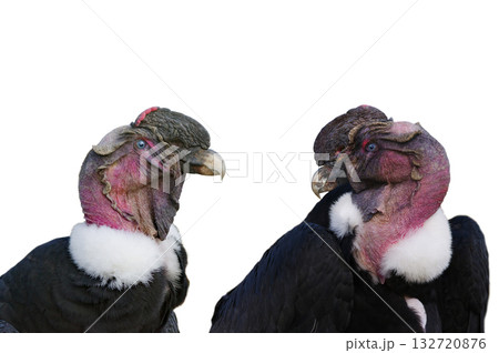 Andean condor isolated on white background 132720876