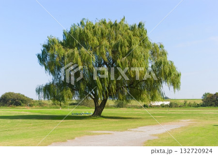 シダレヤナギの木 132720924