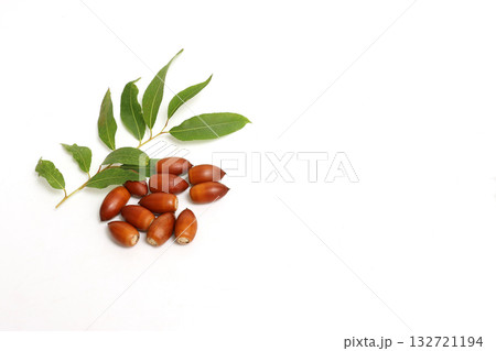 白背景のドングリ 132721194
