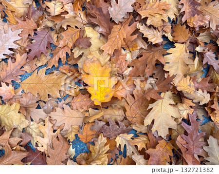 Dry autumn oak leaves covering the ground. Warm seasonal tones and natural texture Dry autumn oak leaves covering the ground. Warm seasonal tones and natural texture 132721382