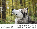 A profile of a Siberian Husky's noble head looking upwards into a soft, blurred forest background with autumnal colors. Concept of nature's wild heart and the loyal gaze. 132721413