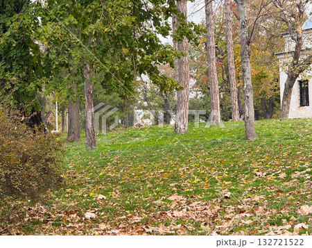Dog walking through trees in autumn park. Exploration, calmness, and seasonal atmosphere Dog walking through trees in autumn park. Exploration, calmness, and seasonal atmosphere 132721522